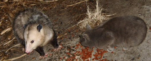 possum and cat eating
